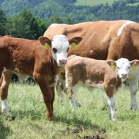 Wachahof Gospodarstwo agroturystyczne