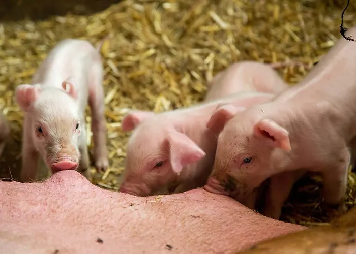 哇哈农家乐 * Edlitz