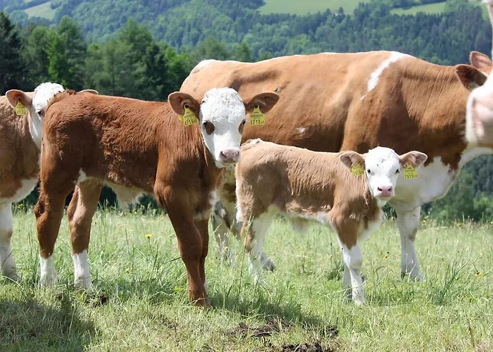 Wachahof Vakantieboerderij