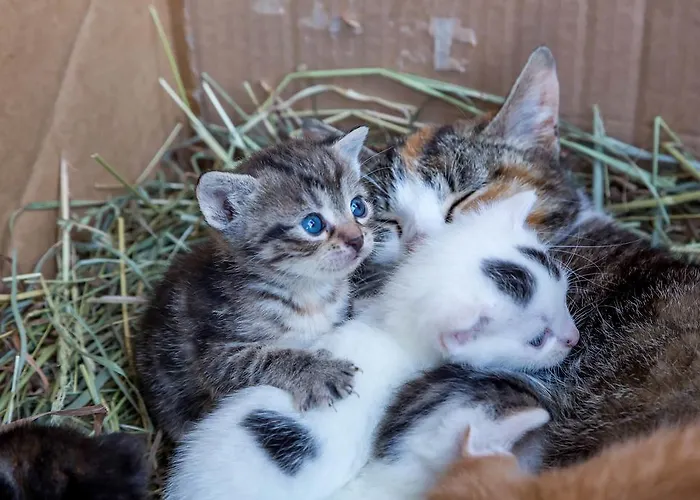 哇哈农家乐 Edlitz