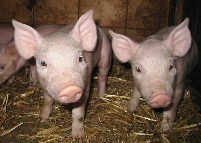 哇哈农家乐 农家乐 Edlitz