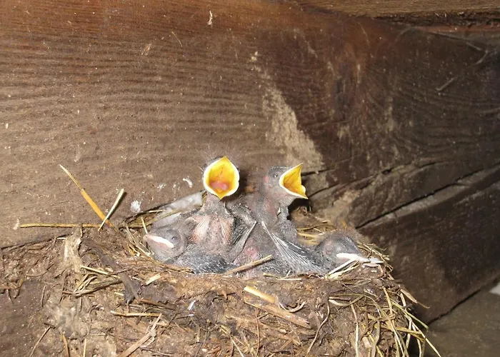 哇哈农家乐 农家乐